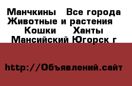 Манчкины - Все города Животные и растения » Кошки   . Ханты-Мансийский,Югорск г.